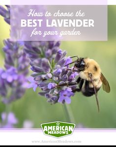 a bee sitting on top of a purple flower with the words how to choose the best lavender for your garden