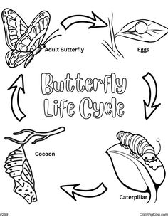 the butterfly life cycle is shown in black and white