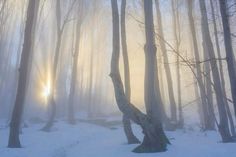 the sun is shining through the foggy trees in the woods on a snowy day