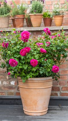 a potted plant with pink flowers in front of a brick wall