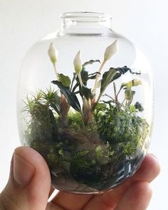 a hand holding a glass vase filled with plants and moss in the center, on top of a white surface