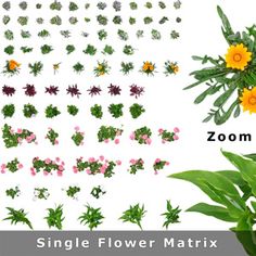 various flowers and plants are shown in the same image, each with their own name