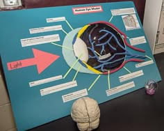 the human eye model is displayed on a table next to a toy brain and other items