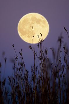 the full moon is seen through some tall grass