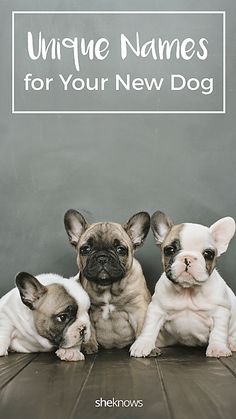 Find a unique name for your new pup here. French Bulldog Names Boys, French Bulldog Names Girl, Boy Puppy Names Unique, Different Dog Names, Puppy Preparation, Cool Dog Names, French Dog Names, Unusual Dog Names, Rare Dog Names