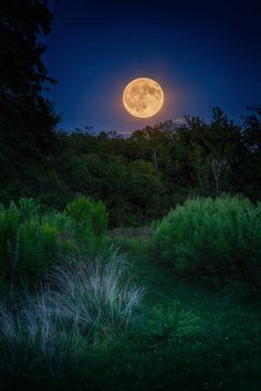 the full moon is shining brightly in the night sky over some bushes and trees,