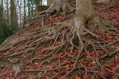 two large trees with their roots exposed in the ground and leaves on the ground around them