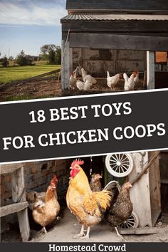 Dive into our guide for the best toys for chicken coops, featuring 18 homemade and store-bought options to boost your flock's health and happiness. Chicken Coops Homemade, Chicken Accessories, Backyard Birds Sanctuary, Chicken Coup, Chicken Toys, Best Chicken Coop