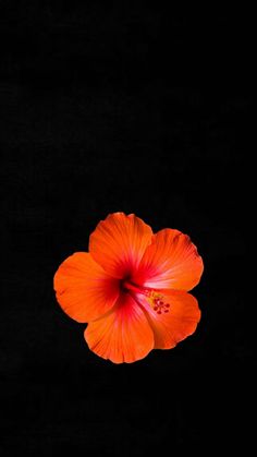 a bright orange flower is in the dark