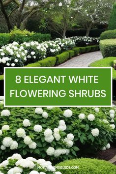 white flowers and shrubs with the words 8 elegant white flowering shrubs in front of them