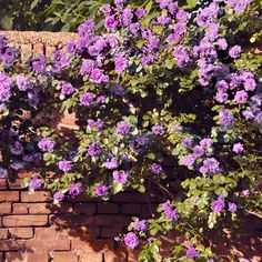 purple flowers are blooming near a brick wall