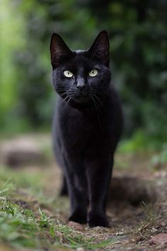 a black cat with green eyes standing on the ground in front of some grass and trees