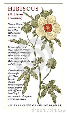 a cross stitch pattern with an image of a flower and the words hibiscus