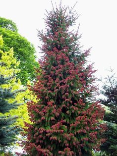 a very tall tree in the middle of some grass and trees with red flowers on it