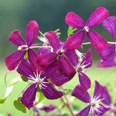 purple flowers with green leaves in the background