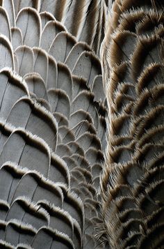 the feathers of two different birds are close up and diagonally arranged in this image