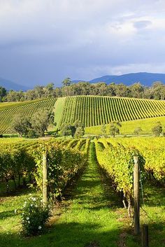 rows of vines in the middle of a vineyard with mountains in the distance behind them