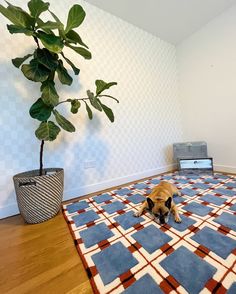 a dog laying on the floor in front of a potted plant next to a rug