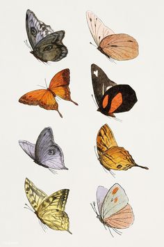 six different colored butterflies on a white background with one orange and the other brown in color