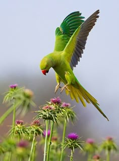 a green parrot flying over a purple flower