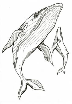 a drawing of a humpback whale with its mouth open and it's tail out