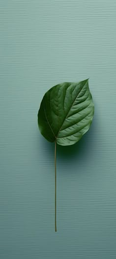 a single green leaf laying on top of a blue surface