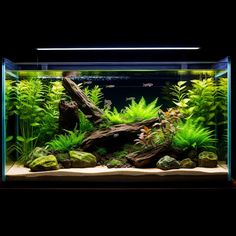 an aquarium filled with green plants and rocks