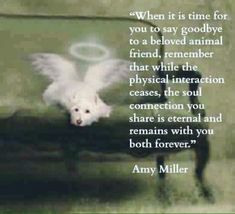 a dog flying through the air with a quote on it's back ground and an angel above its head