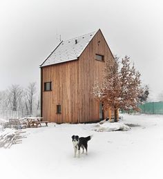 two dogs are standing in the snow near a building with a wooden roof and windows