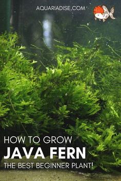 an aquarium with plants growing out of it and the words how to grow java fern