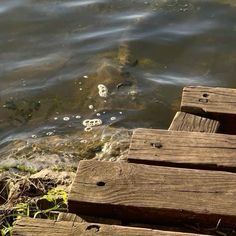 ducks swimming in the water next to wooden steps