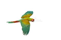 Beautiful great green macaw flying isolated on white background. royalty free stock images Macaw Flying, Green Macaw, Background Animal, Animal Background, White Background