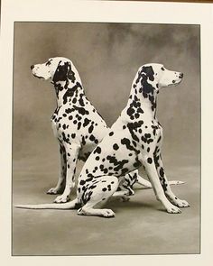 two dalmatian dogs sitting next to each other in front of a gray background