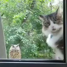 a cat looking out the window at an owl