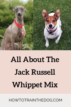 three different dogs with the words all about the jack russell whippet mix