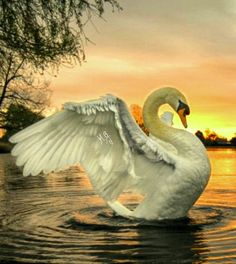 a swan flaps its wings in the water