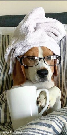 a dog with a towel on its head is holding a coffee cup