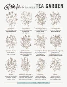 herbs for a tea garden poster with instructions on how to use them in the kitchen