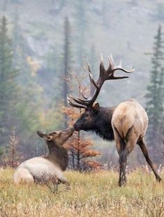 two large elk standing next to each other on a grass covered field with trees in the background