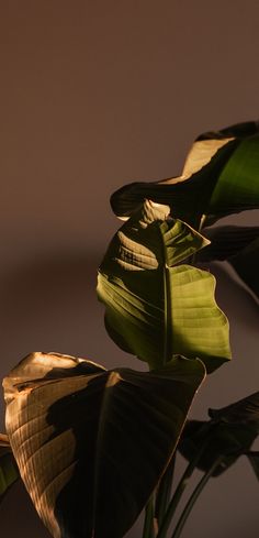 a plant with large leaves in front of a gray background and light coming from behind it