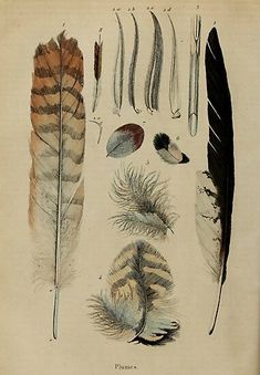 an old book with different types of feathers