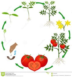 the life cycle of tomato plant on a white background stock photo - image 34987