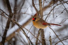 a red and yellow bird sitting on top of a tree branch with snow falling around it