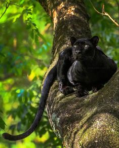 a black cat sitting in the middle of a tree