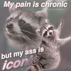 Raccoon Memes, Trash Pandas, Raccoon Funny, Lol Memes, Trash Panda, Racoon, Reaction Images, Cute Memes, Funny Reaction Pictures