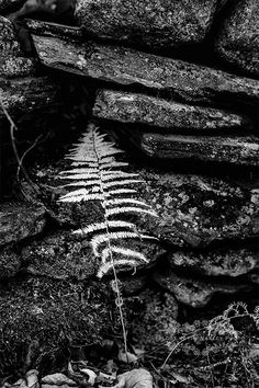 black and white photograph of a fern in front of a stone wall with moss growing on it