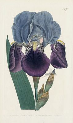 an illustration of two purple flowers with green leaves on the bottom and one blue flower in the middle