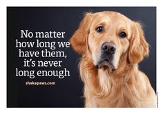 a golden retriever dog looking at the camera with a quote on it's side