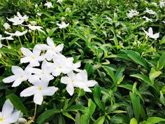 some white flowers are growing in the grass