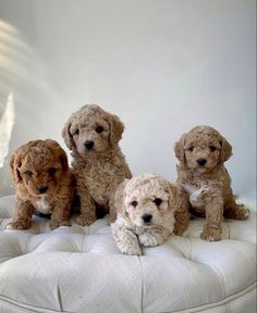 four puppies sitting on top of a white cushion